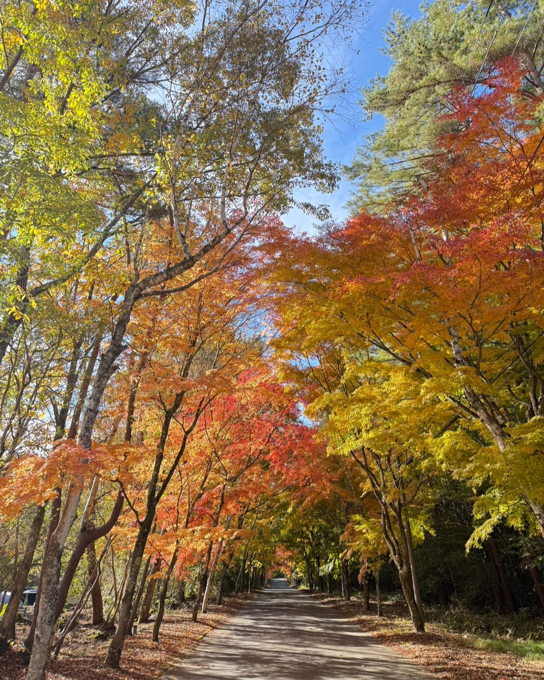 今年も秋がやってきました！🍁紅葉狩りを楽しむには絶好の季節で